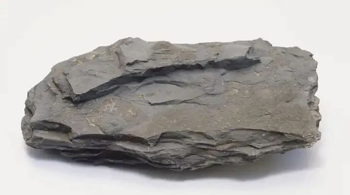 新品登場 | 頁巖石樺奴，獨家一比一復刻伯吉斯頁巖